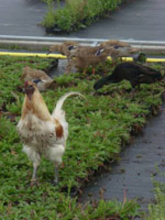 Laufenten und Huhn auf Futtersuche