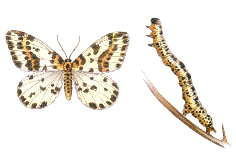 Stachelbeerspanner, Harlekin (Abraxas grossulariata)