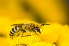 Filzbindige Seidenbiene (Colletes fodiens Geoffroy 1785)