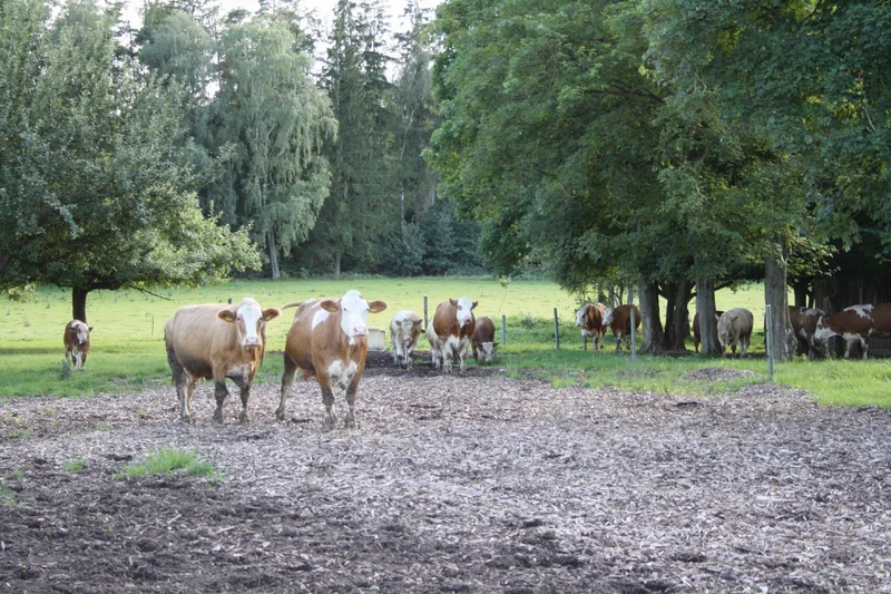 Kühe