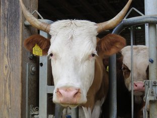 Braun-weiß-gefleckte Kuh mit Hörnern. Klick führt zu Großansicht in neuem Fenster.
