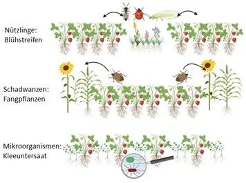 Grafik zur Integration von Begleitpflanzen am Rande oder in Erdbeerkulturen.