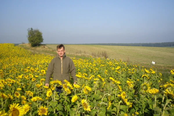 Mann im Sonnenblumenfeld