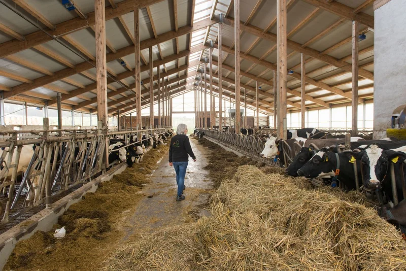 Kühe im Stall