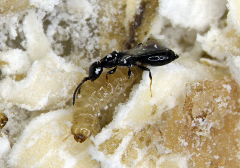 Getreideplattkäfer-Wespchen (Cephalonomia tarsalis)