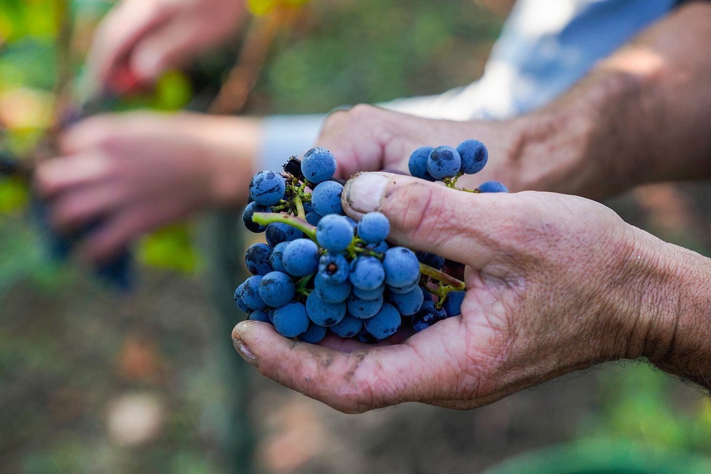 Hände mit blauen Trauben in der Hand. Klick führt zu Großansicht.