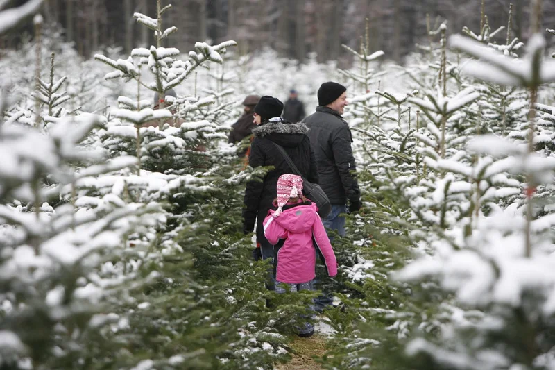 Menschen in Rückenansicht zwischen schneebedeckten Tannen