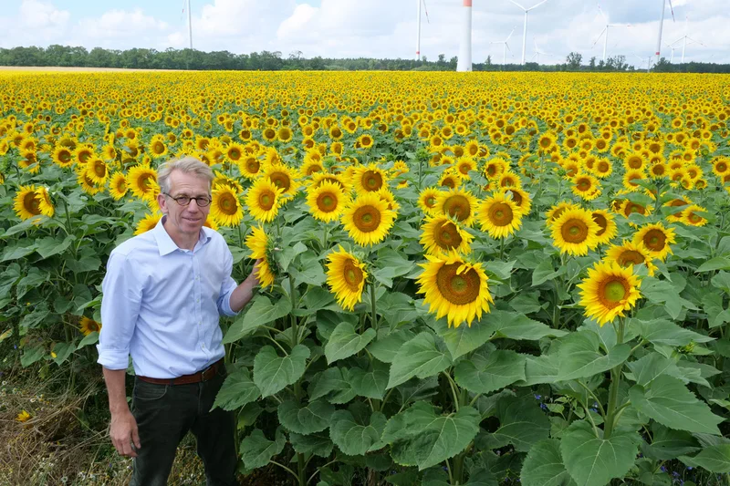 Mann steht vor einem Sonnenblumenfeld