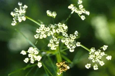 Doldenbräune, Stängelnekrose (Phomopsis diachenii)