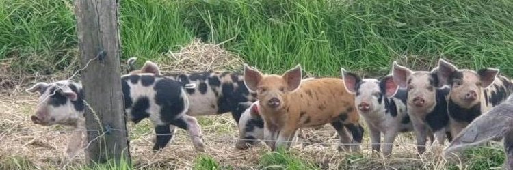 Schweine