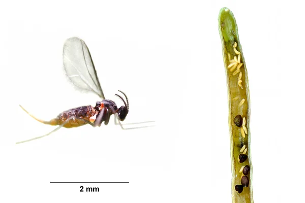 Kohlschotengallmücke