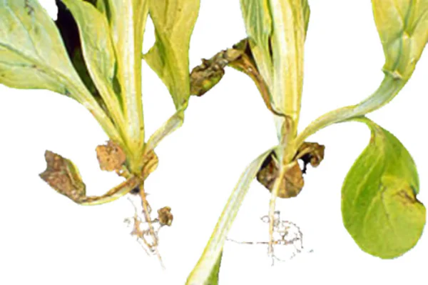 Phoma Symptome an Feldsalat. Zum vergrößern klicken