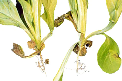 Phoma-Fäule des Feldsalates (Phoma valerianella)