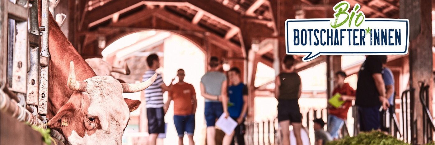 Eine Kuh im Stall. Im Hintergrund sind junge Menschen zu sehen, die im Stall stehen. Am rechten oberen Bildrand ist eine Sprechblase zu sehen in der steht "BioBotschafter*innen".