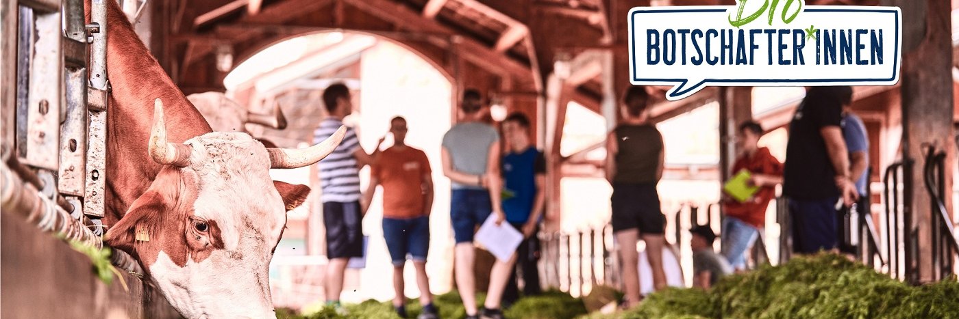 Eine Kuh im Stall. Im Hintergrund junge Menschen, die im Stall stehen. Am rechten Bildrand oben steht in einer Sprechblase "BioBotschafter*innen". Klick führt zu Großansicht.