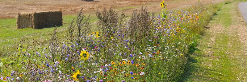 Blühstreifen neben einem Feld.