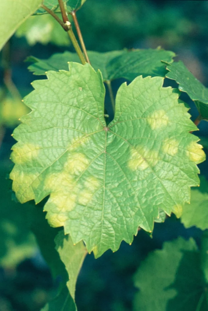 Ölflecken auf Weinrebblatt. Klick führt zu Großansicht.