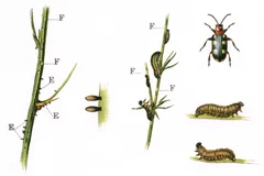 Lebenszyklus Spargelhähnchen
