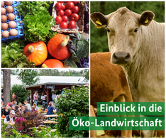 Bildcollage mit Einlicken des Hofs.