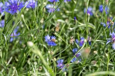 Bienen in einem blühenden Feld. Klick führt zu Großansicht.