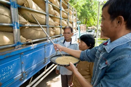 Drei Mitglieder einer thailändischen Fairtrade-Reis-Organisation bei der Probenahme. Klick führt zu Großansicht im neuen Fenster.