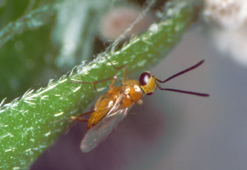 Leptomastix dactylopii (Schlupfwespenart)