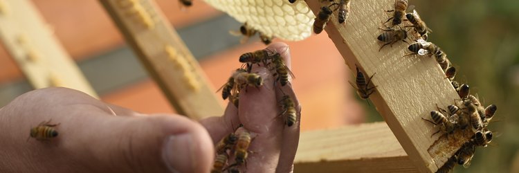 Hand mit Bienen und Bienenwabe