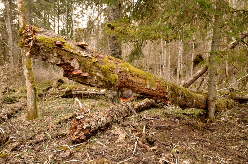 Biotopholz im Wald. Klick führt zu Großansicht in neuem Fenster.