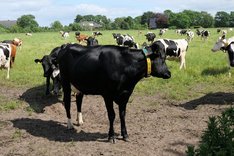 Digitales Herdenmanagement in der Bio-Milchviehhaltung