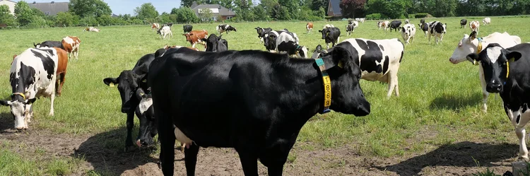 Kuh mit Transpondersensor.