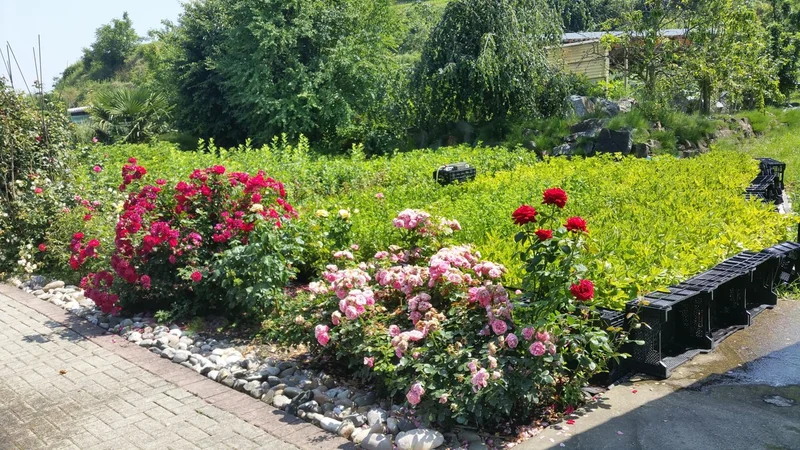 Blütenpracht