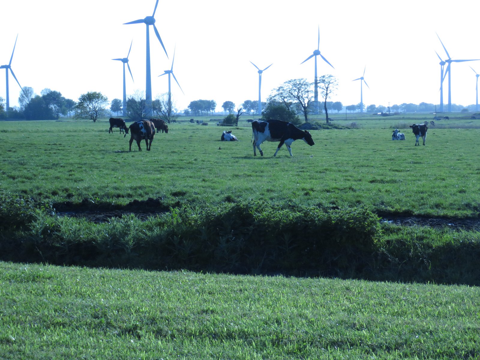 Kühe grasen auf der Weide. Klick führt zu Großansicht im neuen Fenster.