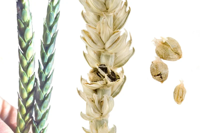 Weizensteinbrand, Weizenstinkbrand (Tilletia caries)