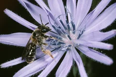 Pippau-Sandbiene (Andrena fulvago, CHRIST 1791)