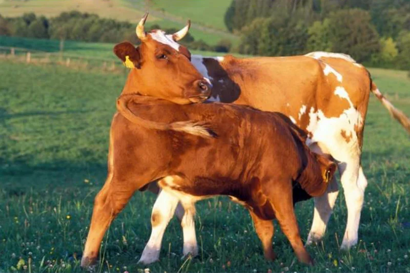 Kuh mit Kalb auf der Weide, Foto: Dominic Menzler, BLE
