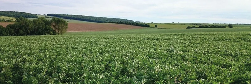 Ackerbohnenfeld, Foto: Nicole Beyer, Universität Göttingen