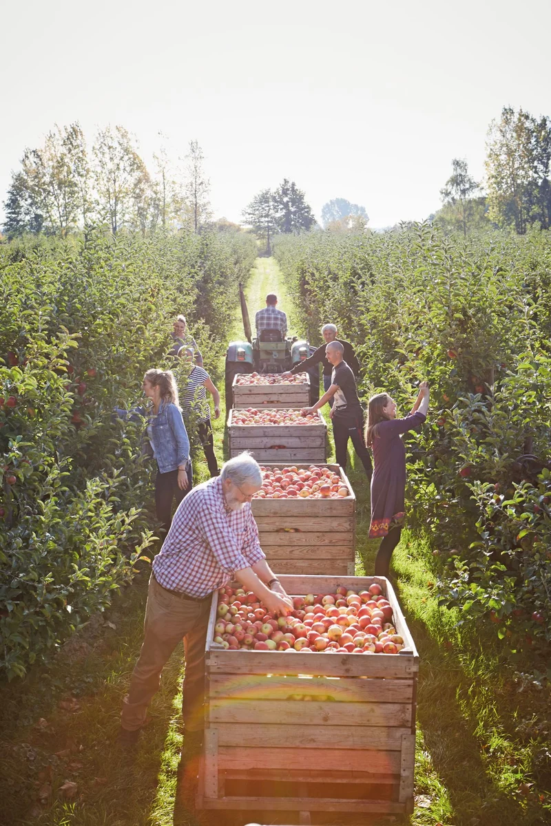 Bei der Ernte