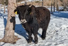 Bavaria Bio Yak - Fleckhauser Hof