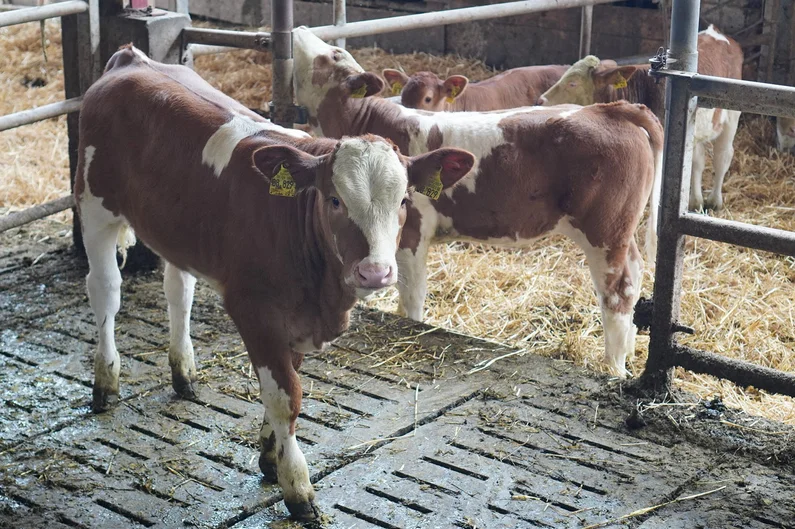 Kalb im Stall.