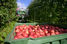 Bio-Kernobst: Entspannung am Markt zu erwarten