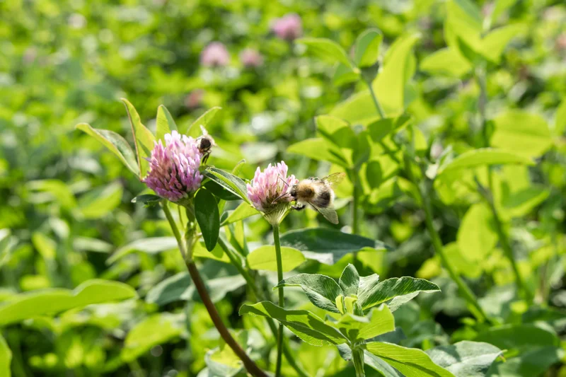 Bienen auf Klee. Klick führt zu Großansicht.