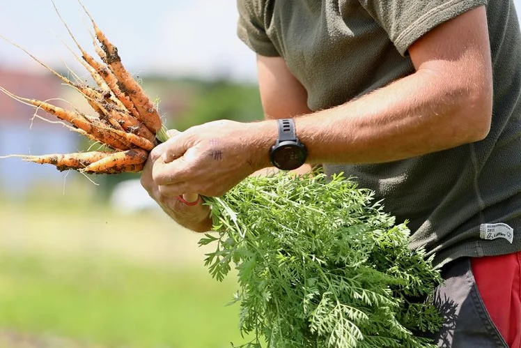 Mann mit einem Bund frisch gepflückter Karotten in der Hand. Klick führt zu Großansicht.