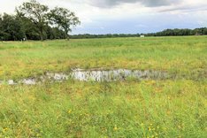 Blick auf ein Moor. Klick führt zu Großansicht.