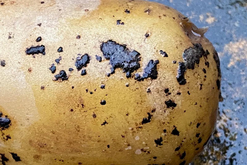 Kartoffelpockenbefall