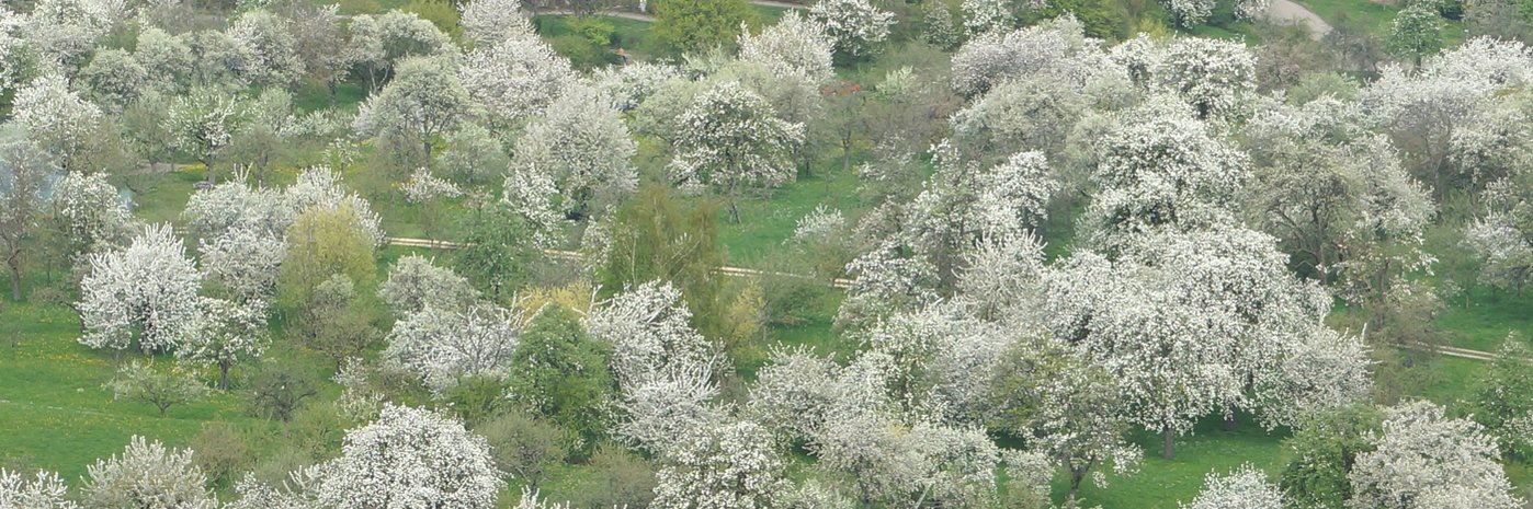 Blühende Streuobstwiesen.