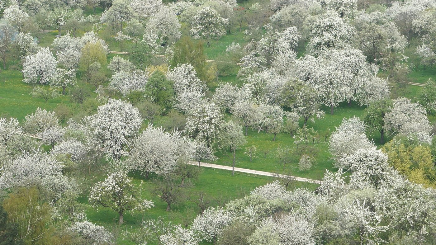 Blühende Streuobstwiesen. Foto: A. Greiner
