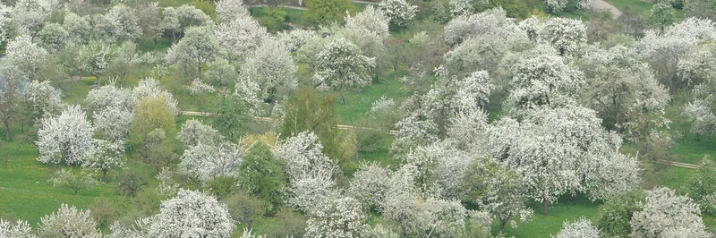 Blühende Streuobstwiesen.