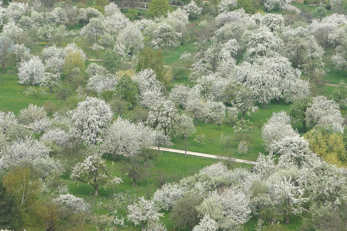 Blühende Streuobstwiesen. Foto: A. Greiner
