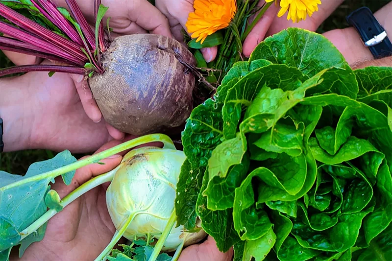 Bio-Gemüse: Salat, rote Beete, Kohlrabi