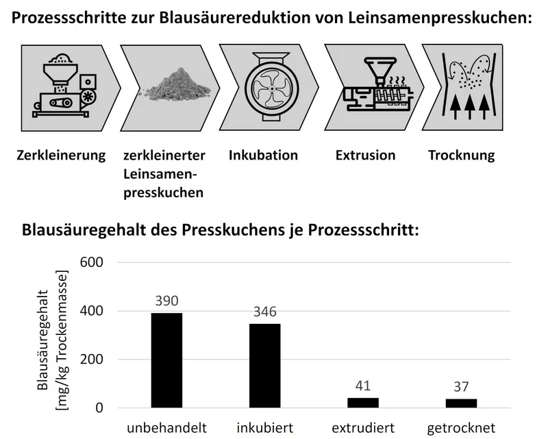 Der Porzess der Blausäurereduktion schematisch dargestellt. Klick führt zu Großansicht.